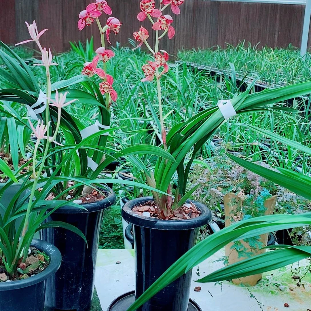 神***山全部花苞一物一拍漂亮开花
