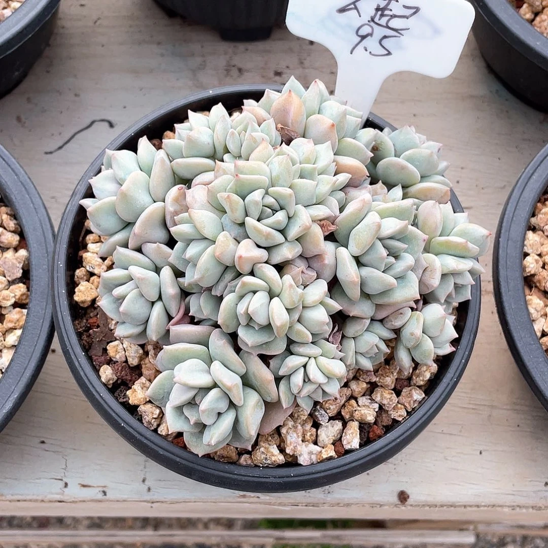 多肉云起超级奶酪