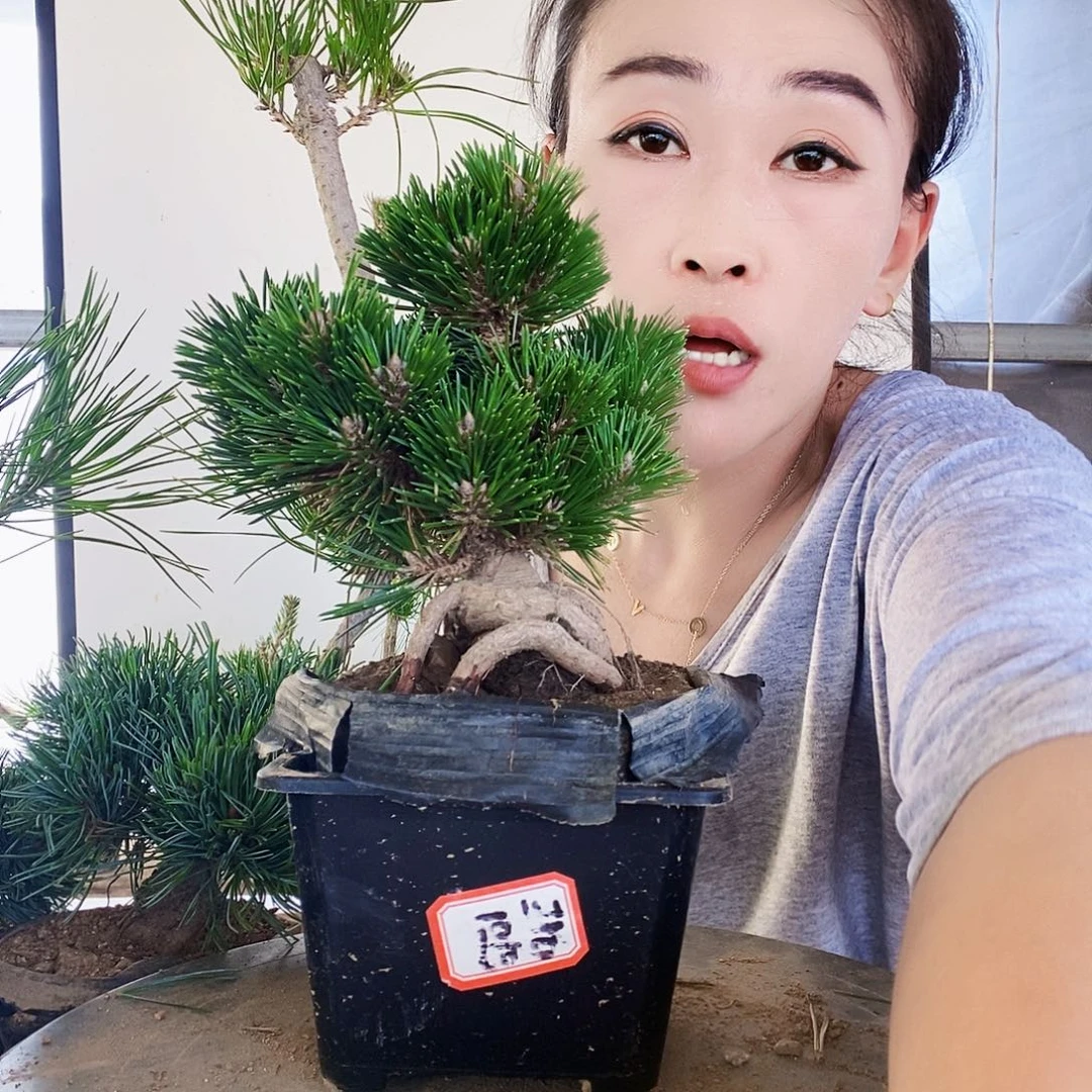 无花朵植物形态多年生草本