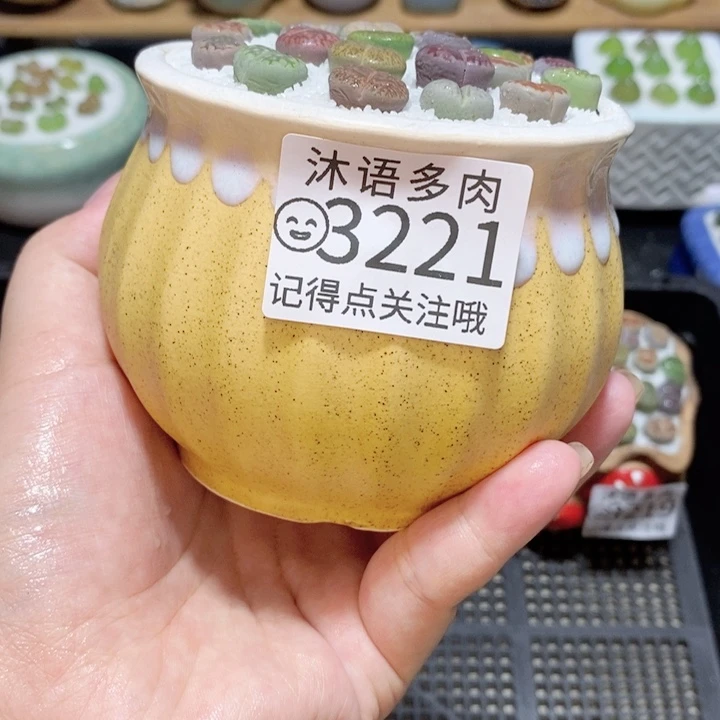 精美盆栽 一物一拍 3221