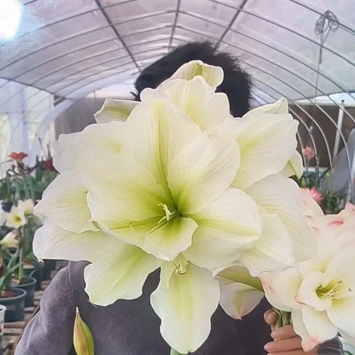 玛丽琳6厘米朱顶红