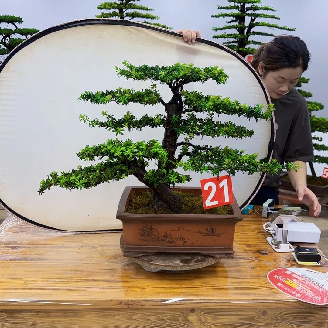 无花朵盆景直播间一物一拍