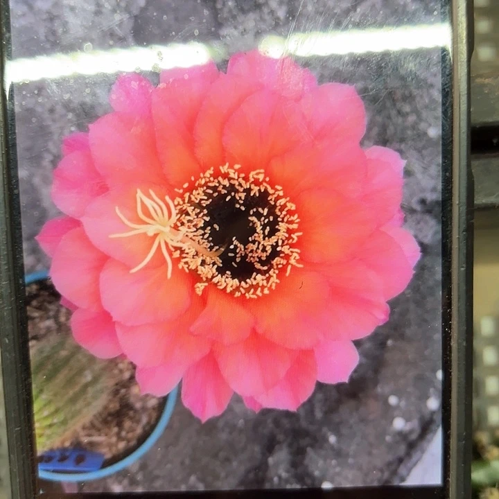 日落毛侧牙20包邮仙人球3