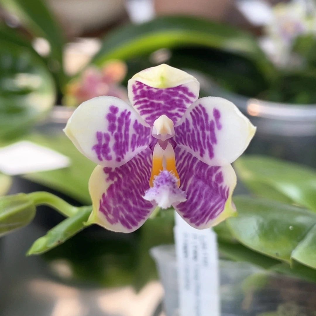 无花朵（天使路德快乐露营）开花株2.5