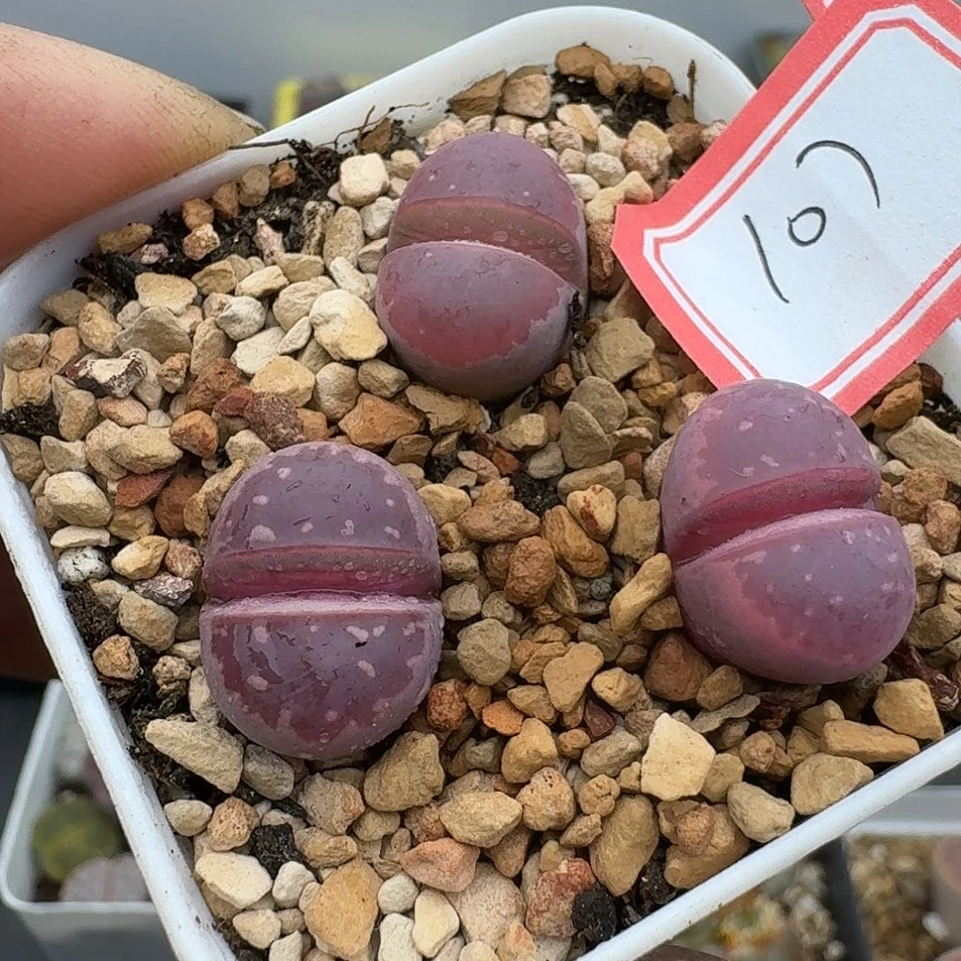 107多肉哈哈哈哈哈哈哈