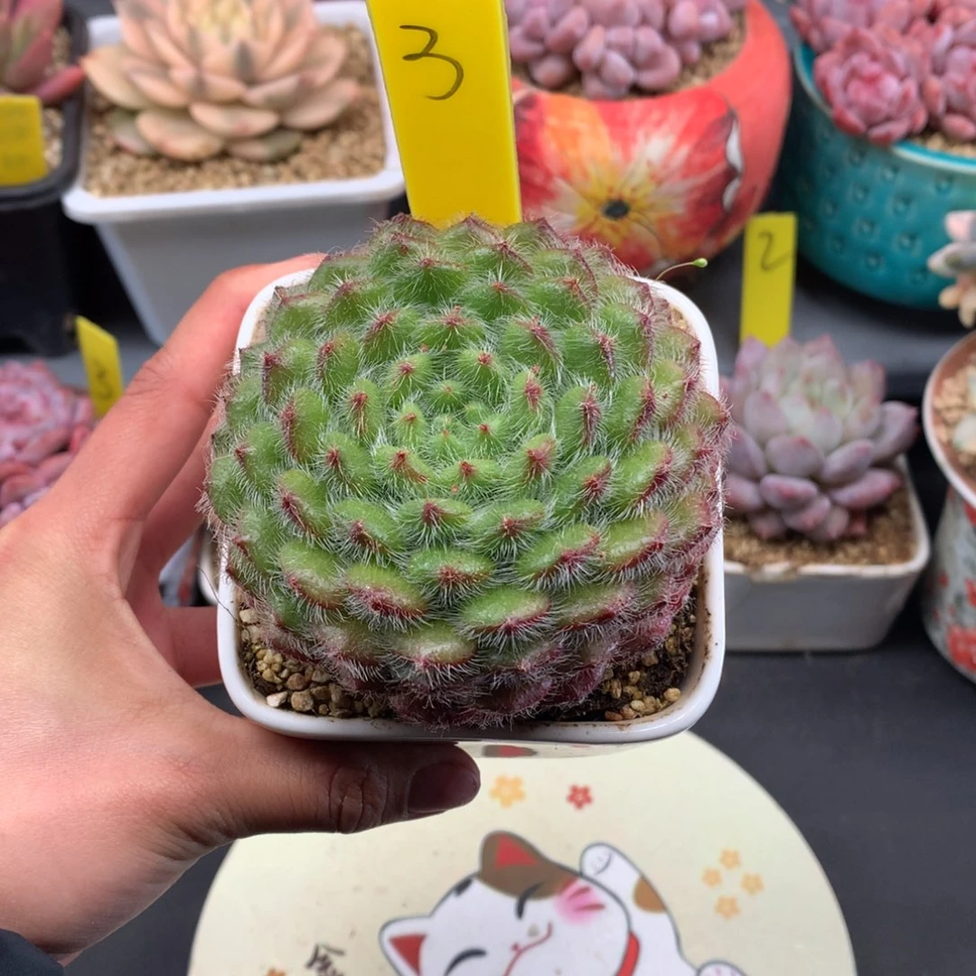 我们家的小姐姐们