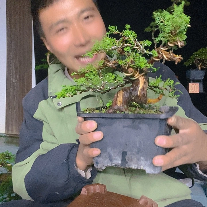 无花朵真柏盆景造型