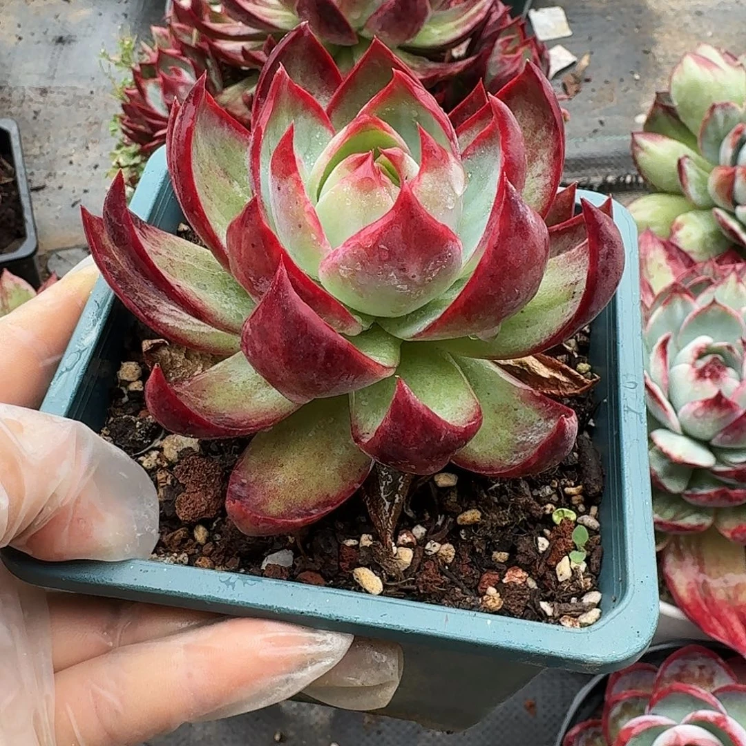 惊鸿仙子量拍红勾 6 公分左右 1 颗