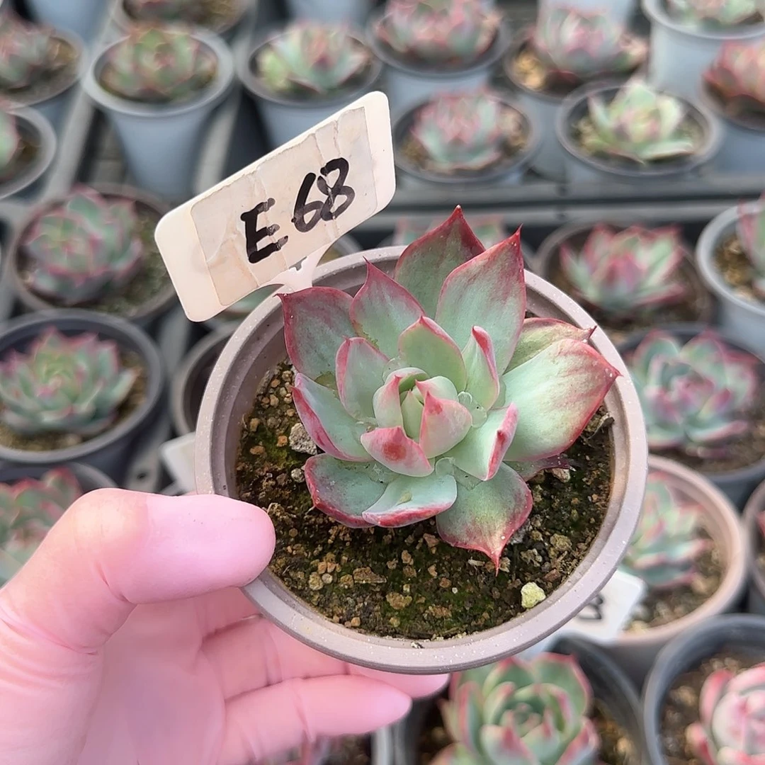 相*E68惊鸿单头多肉