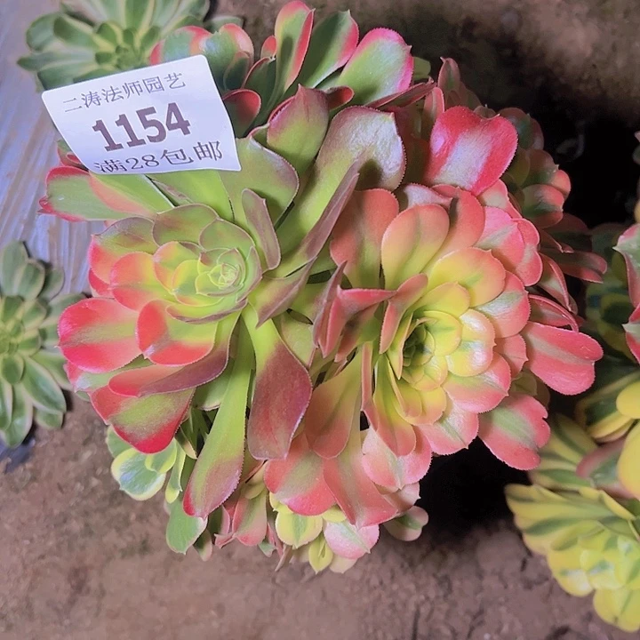 1154特斯拉多肉植物老桩