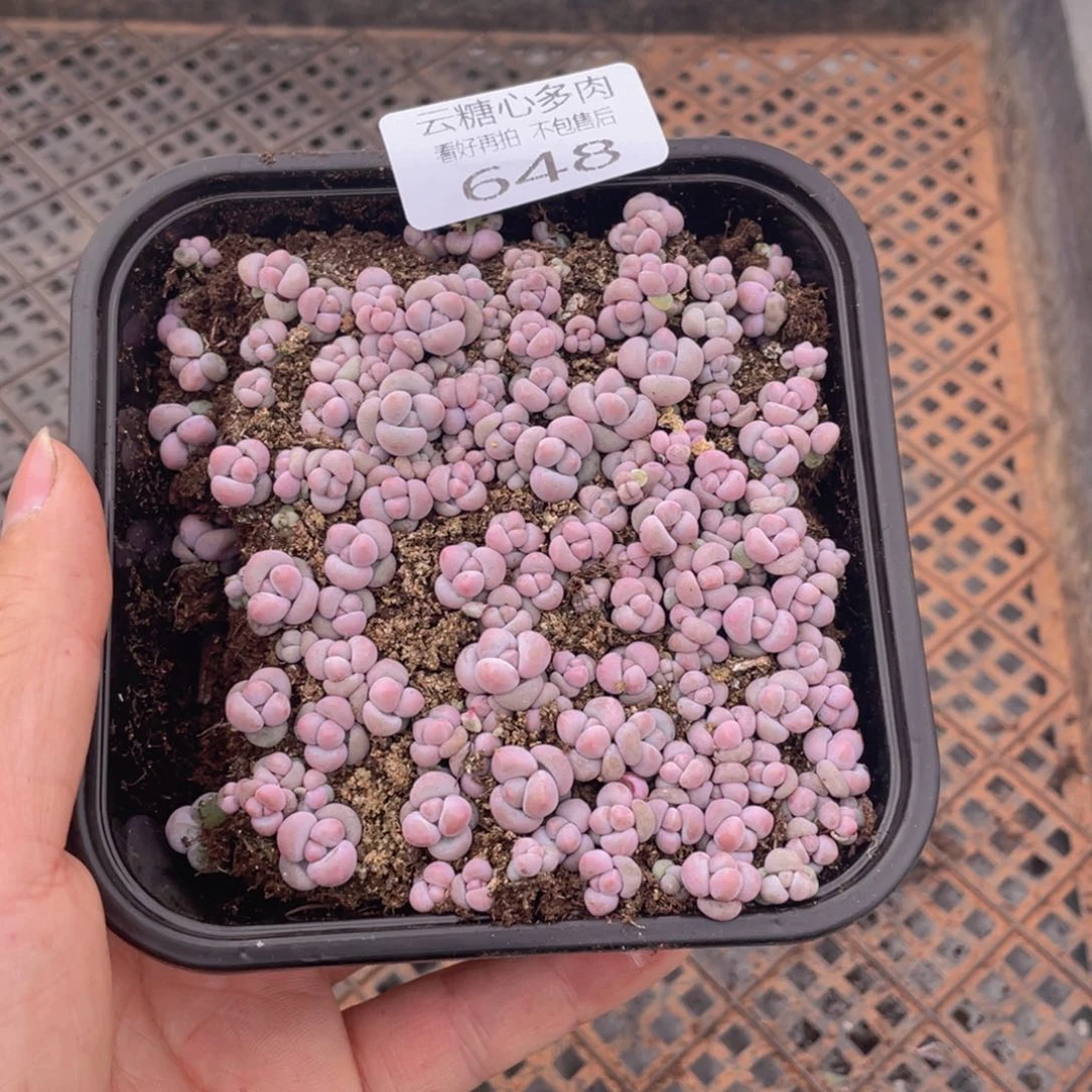 云糖心多肉植物648