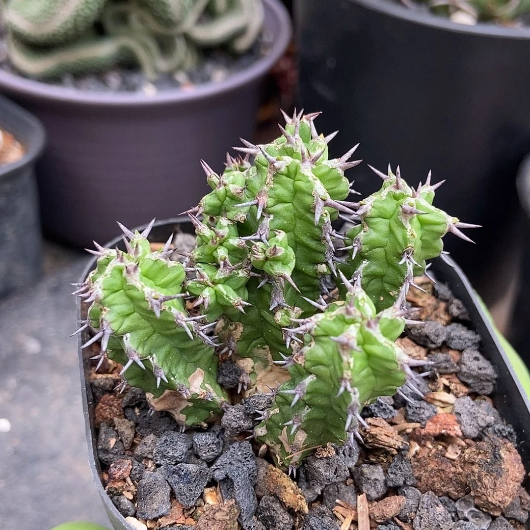 宝藏麒麟群仙人球