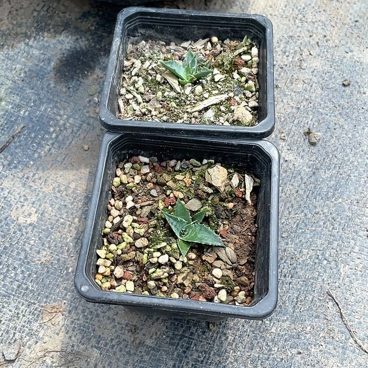 好***伴无花朵龙舌兰妖炎