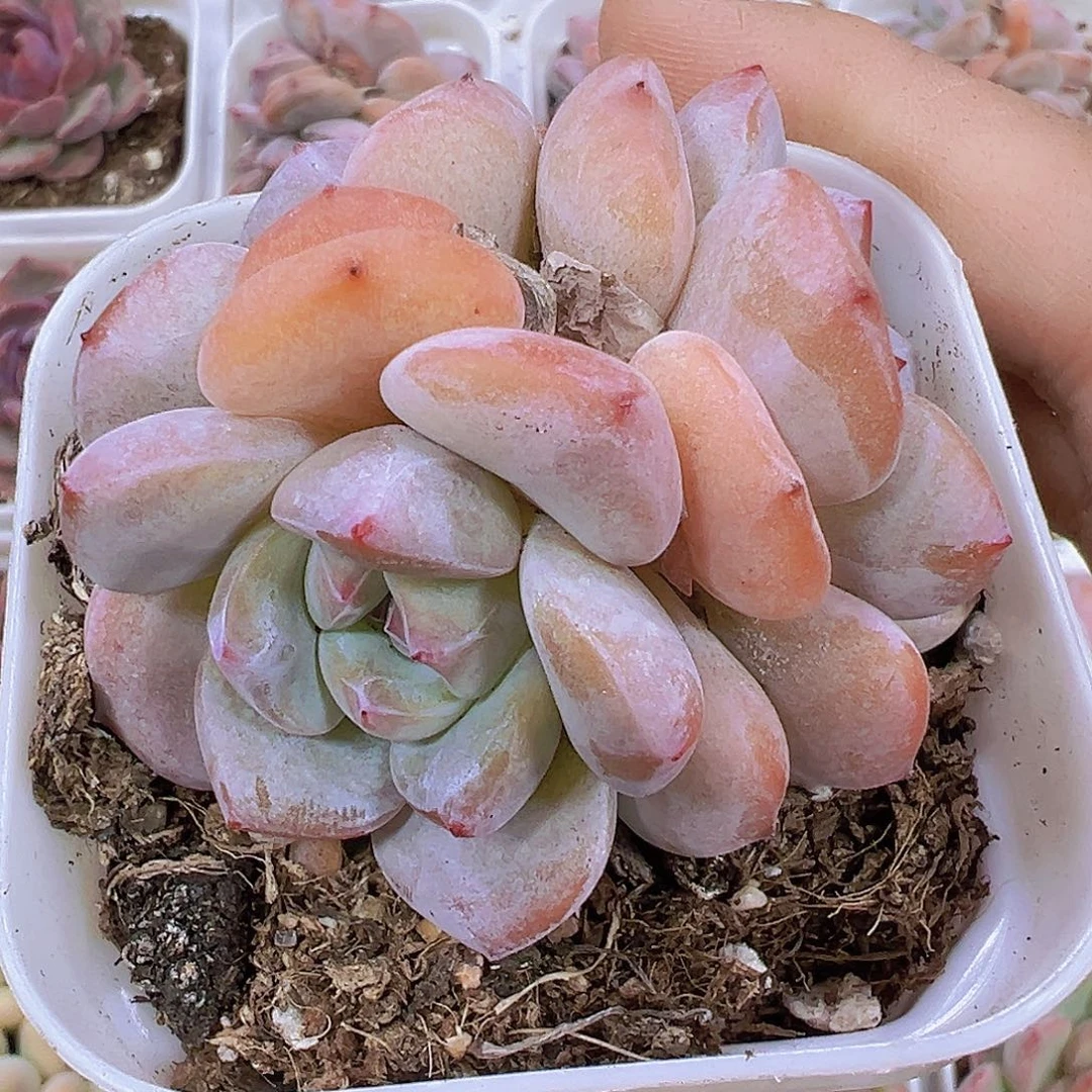 星影群19包邮多肉植物