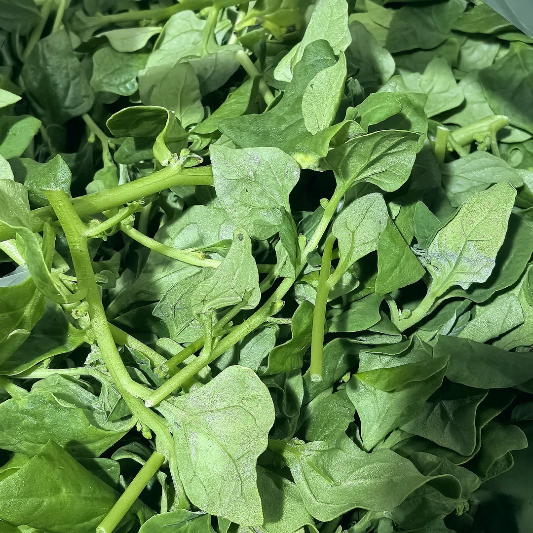 新鲜现摘番杏野菠菜法国新西兰菠菜生菜沙拉火锅食材野菜馆