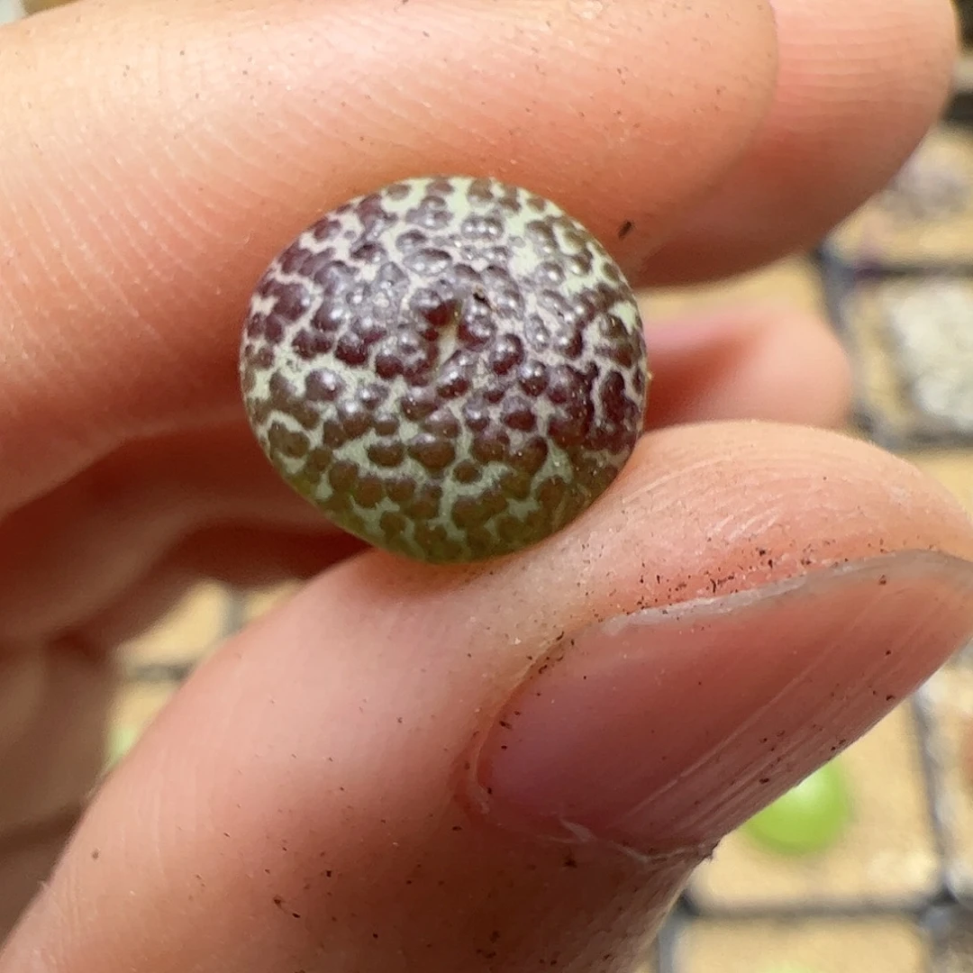 【闪购商品】153 梅花