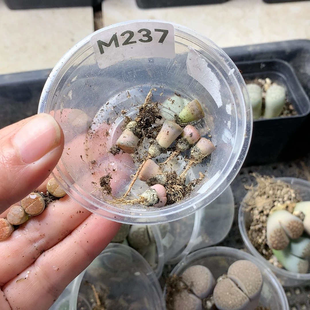 小*趴M237多肉植物保护
