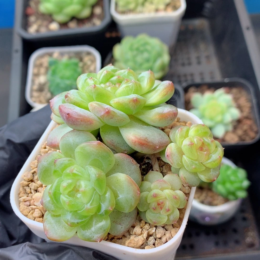 58包邮  群生不包整 32