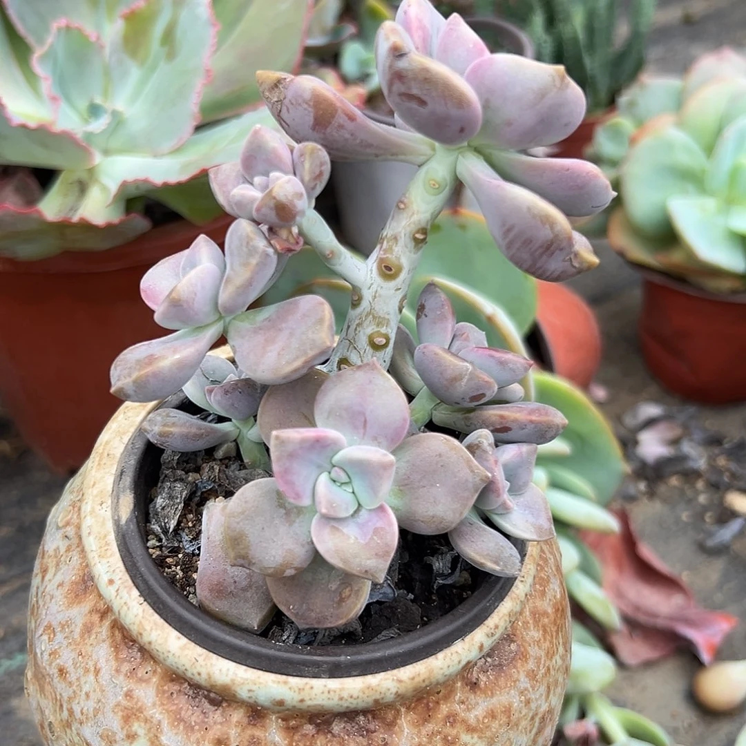 多肉植物紫乐老庄