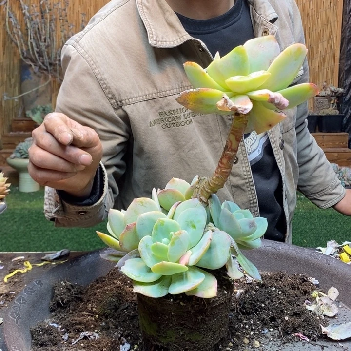 小***子170 号白凤多肉植物