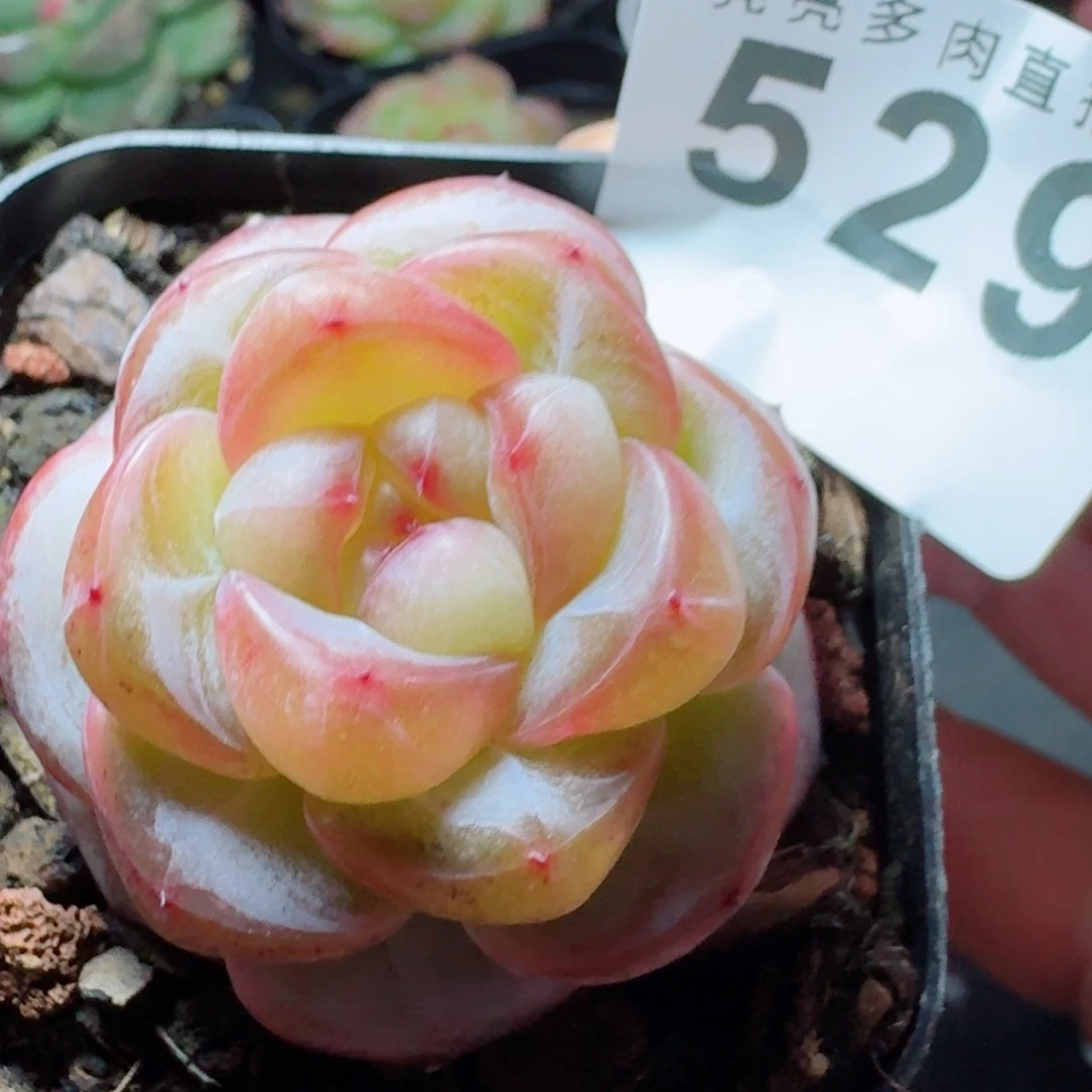 珍妮      愿你一路坦途，乘风破浪展宏图