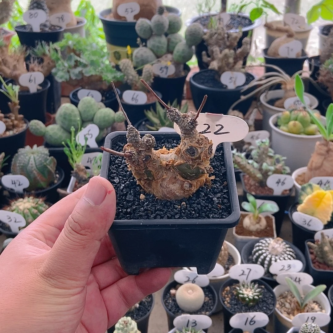 白象一个一物一拍