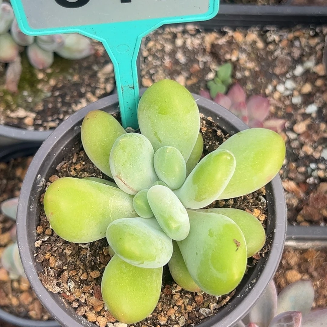 X346多肉植物一物一拍