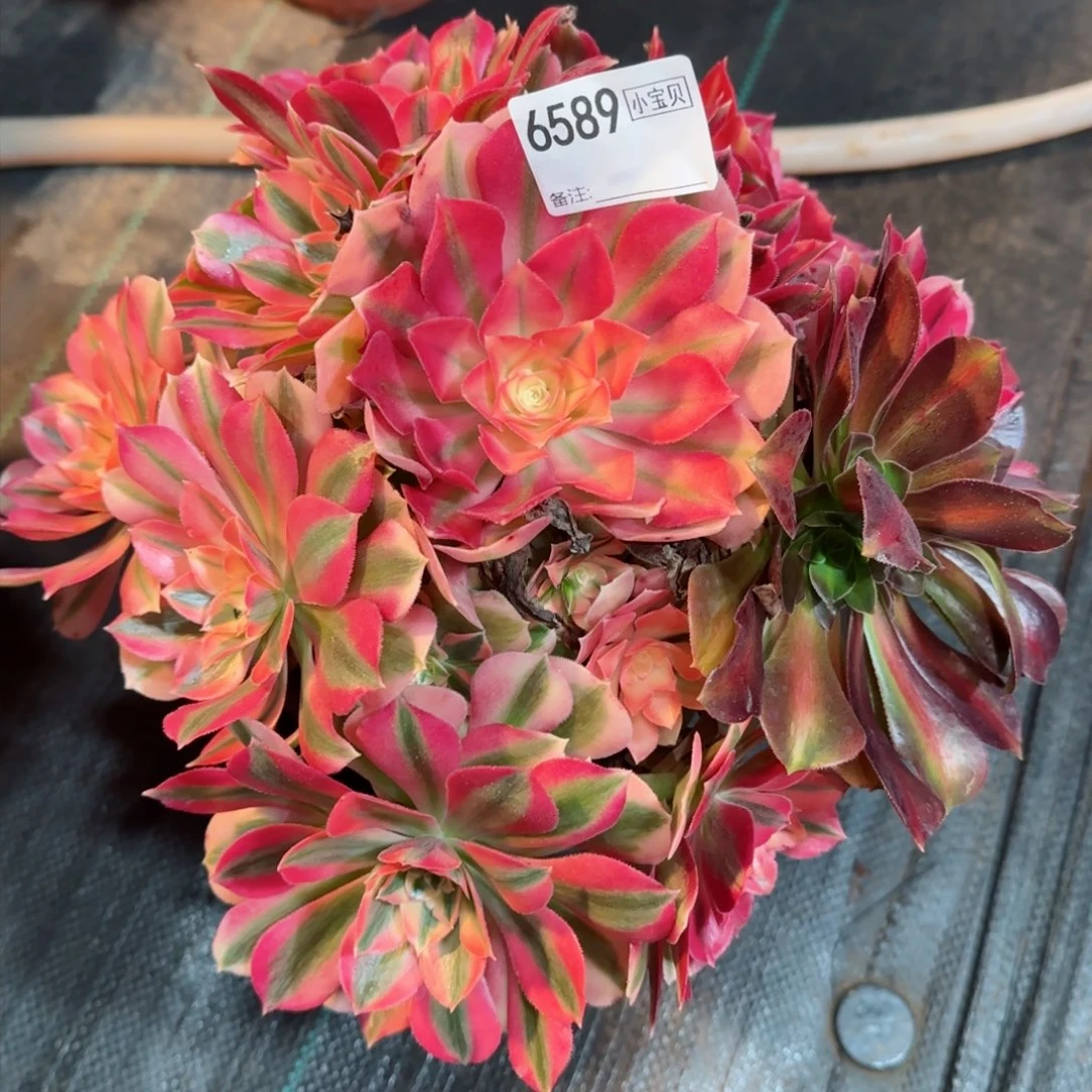 6589多肉粉女巫多肉