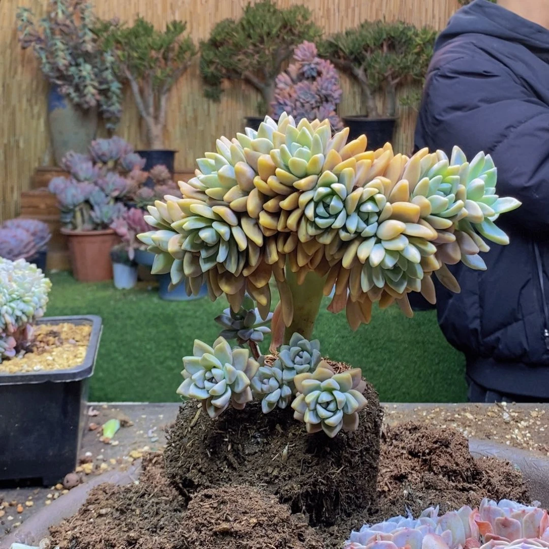 福***?58 号淡雪缀化多肉