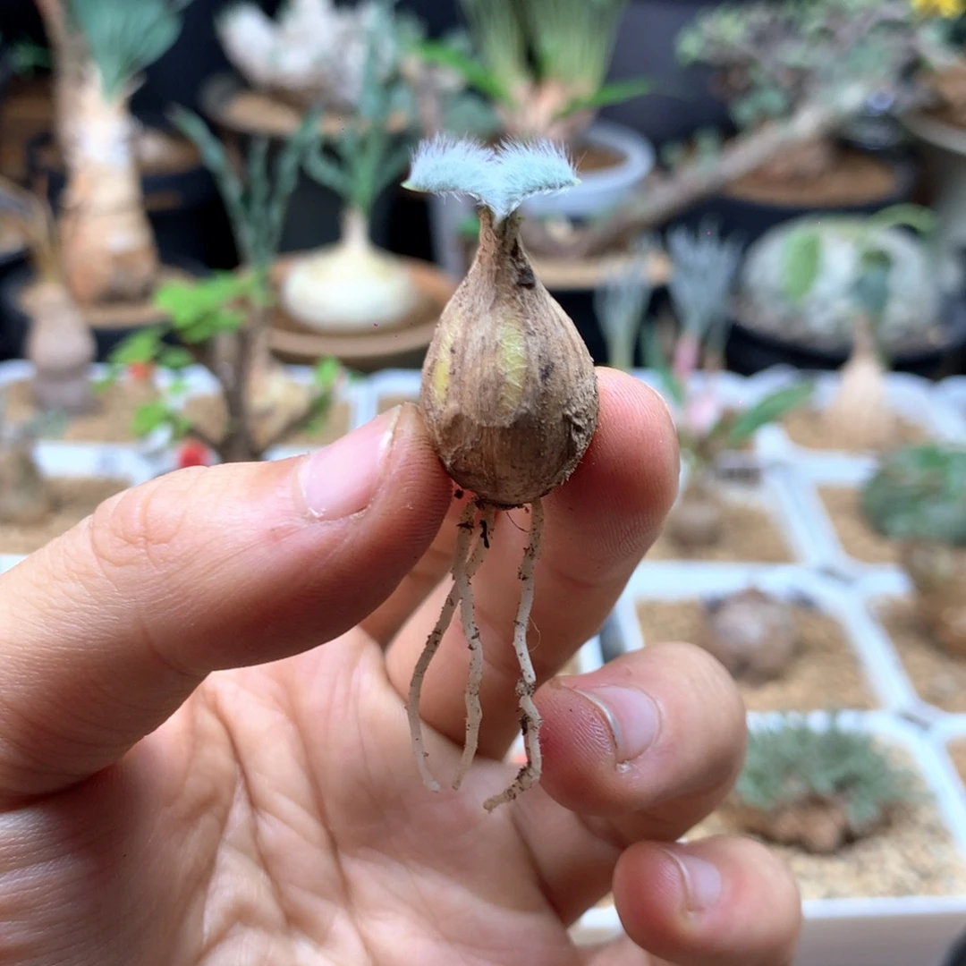 张***王毛叶石蒜带盆多肉