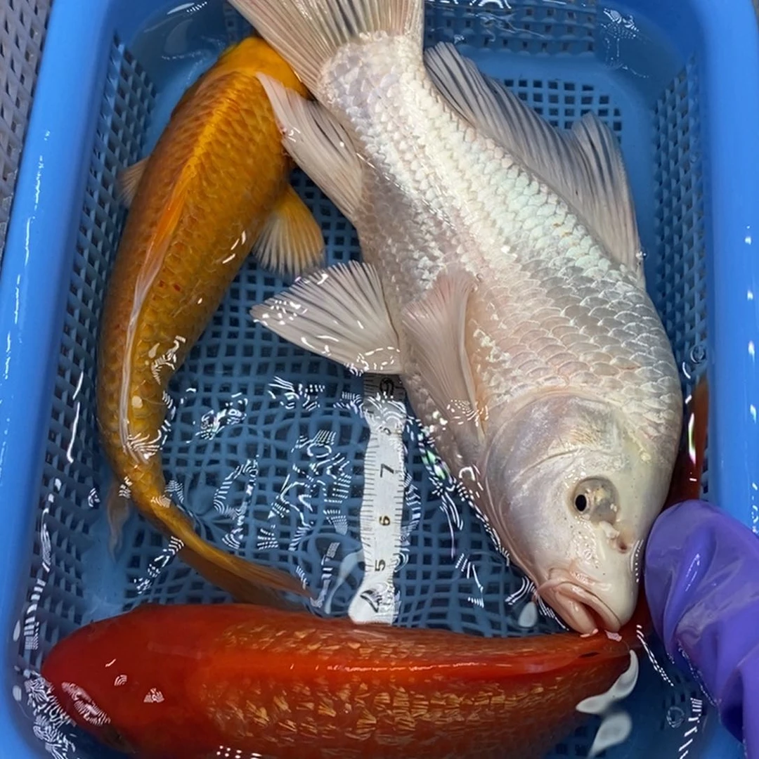 锦鲤冷水锦鲤包邮