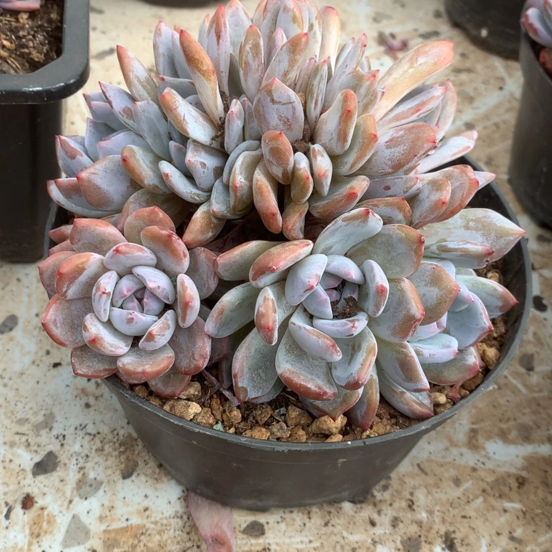 无花朵实生朵朵树哈哈哈哈哈哈