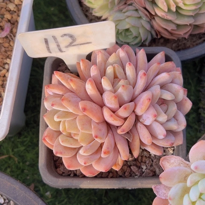 健健康康平平安安