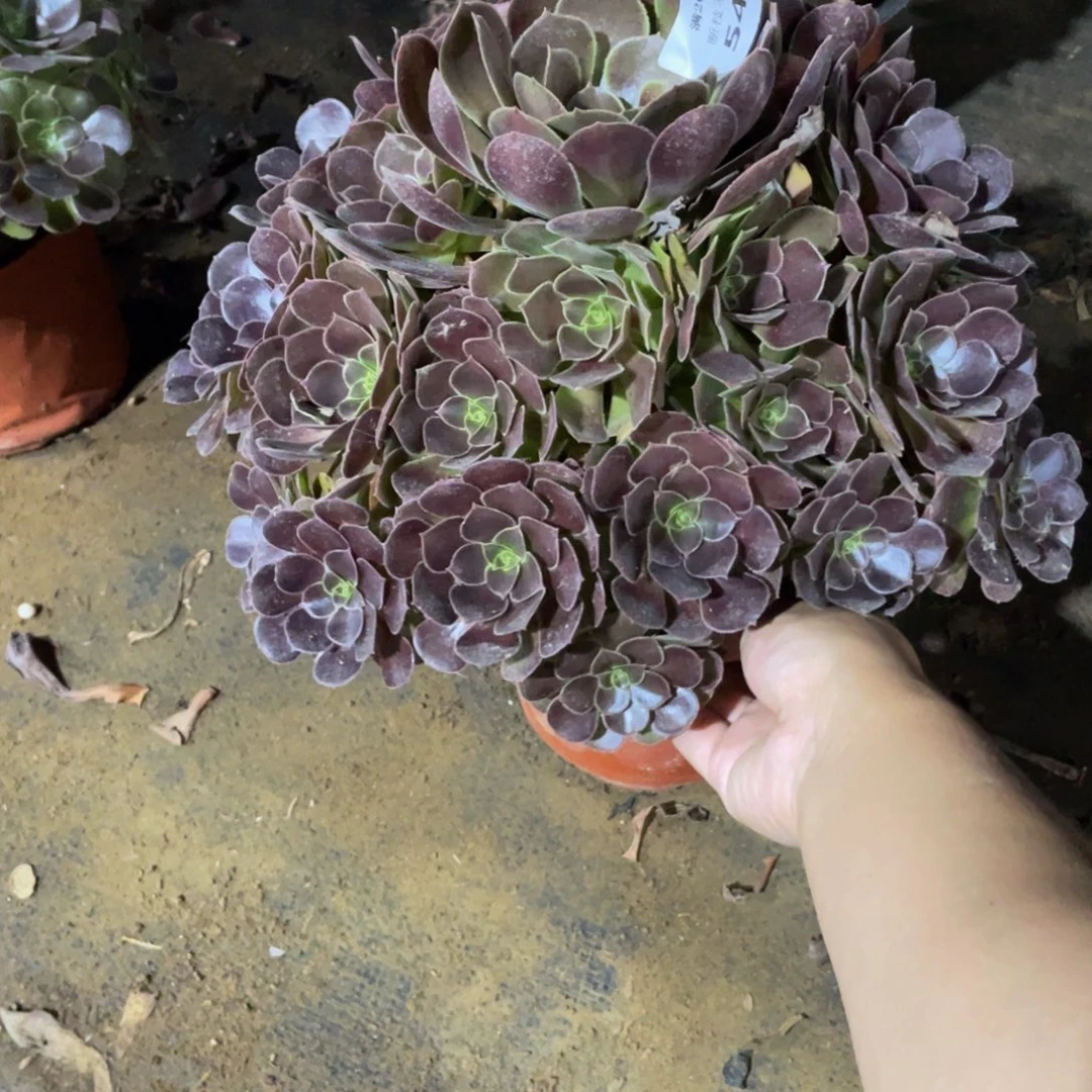 543荷兰法师多肉断枝不包