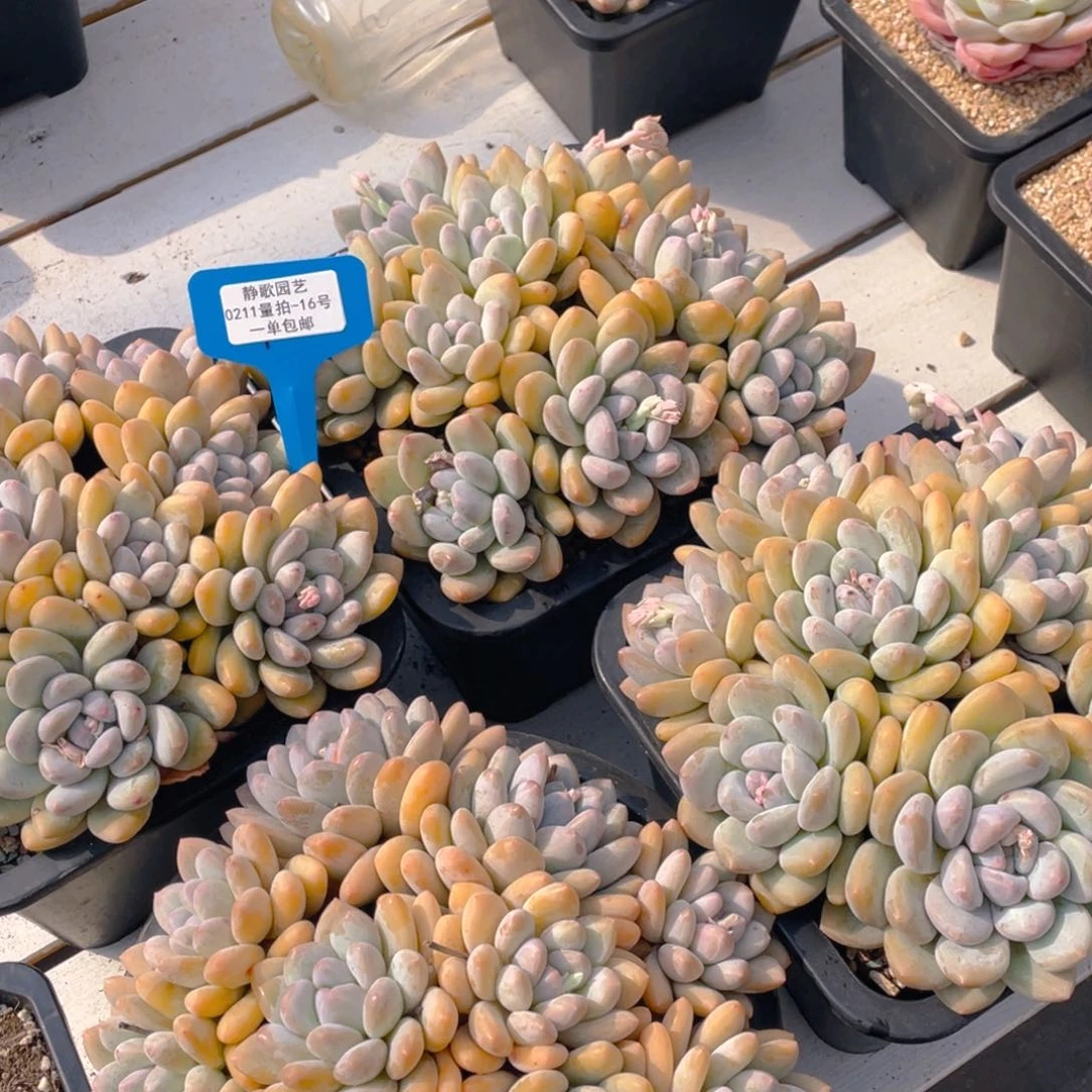 0211-16-精品韩版大香水福利一颗