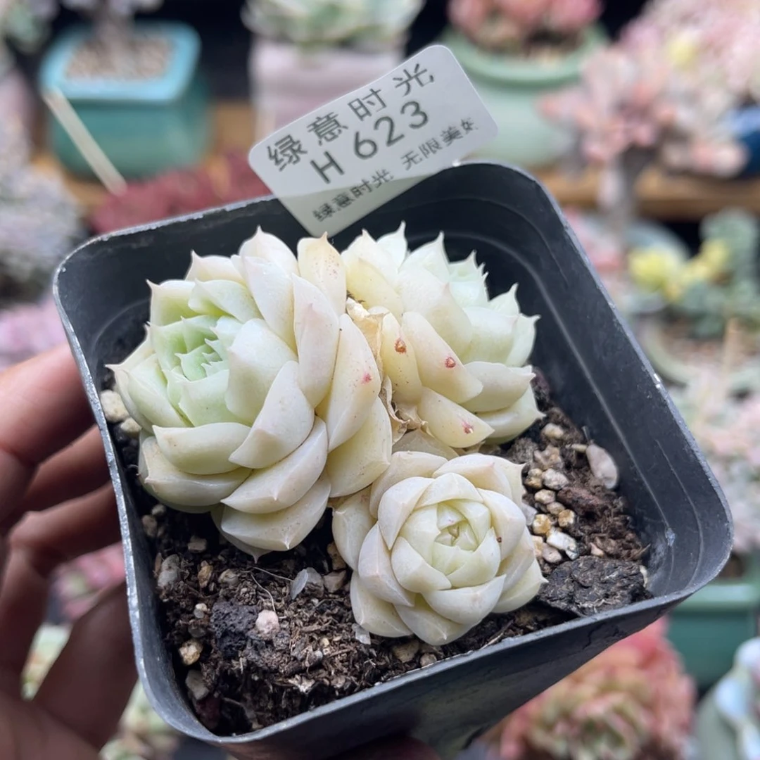 鱼*623 带陶瓷盆发货 满28包