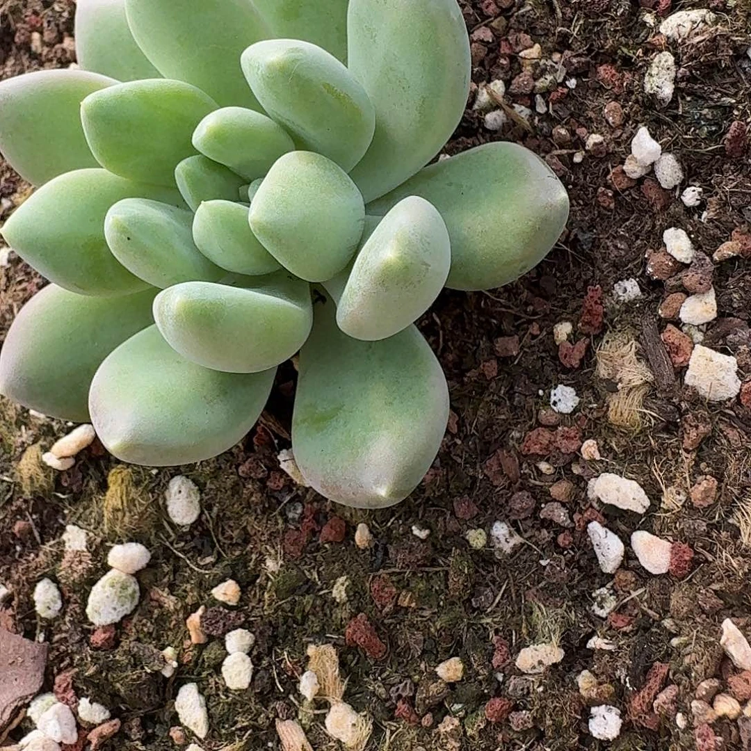 冰河世纪单头多肉植物