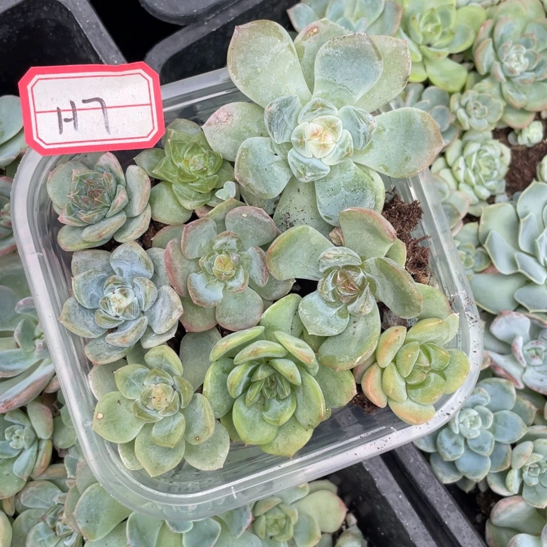 小***希h7专拍一份福利切糕
