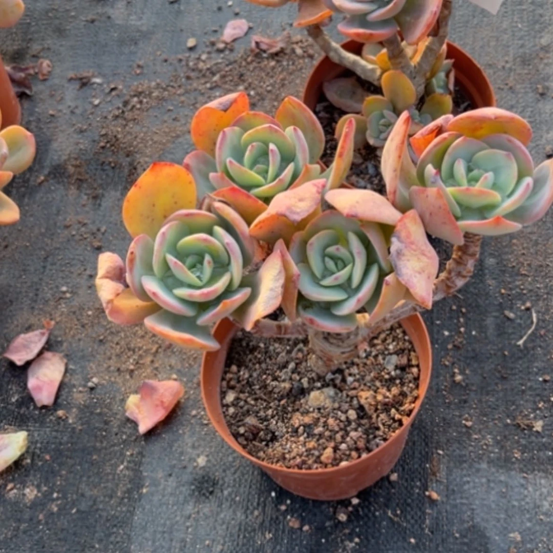 【闪购商品】小*白凤