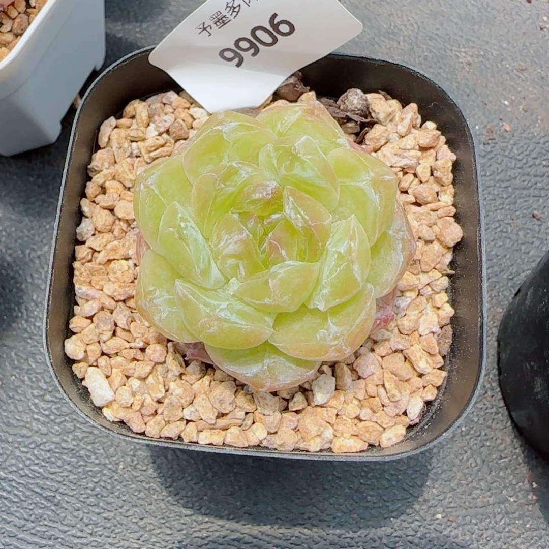 暖*霜花石化，9908多肉植物