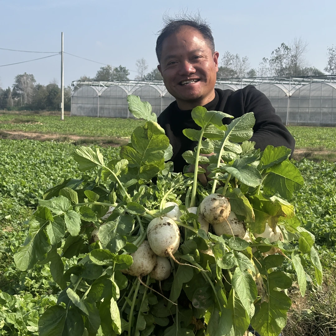猫山蔬菜基地露天种植新鲜现挖白心白萝卜可生吃腌制