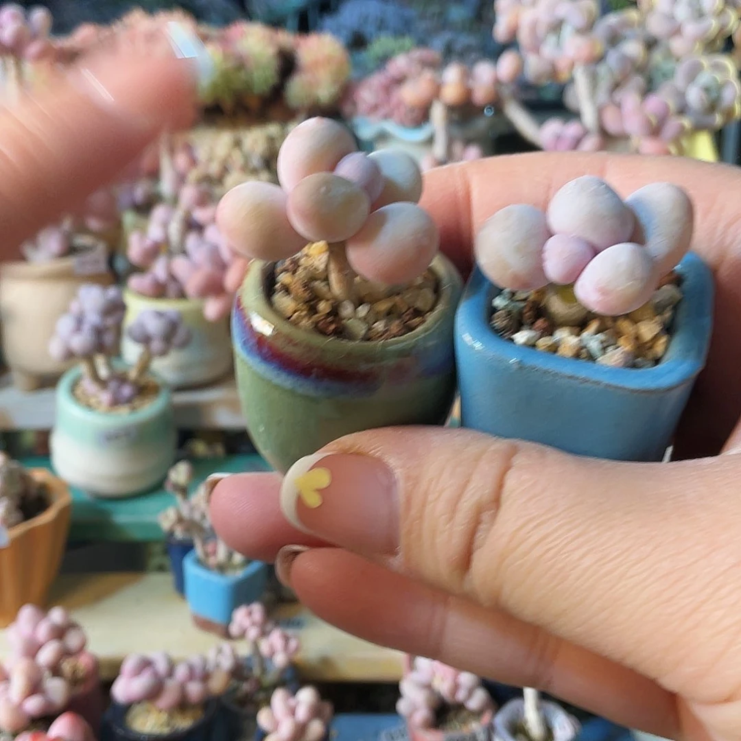 平**乐多肉植物的生长发育