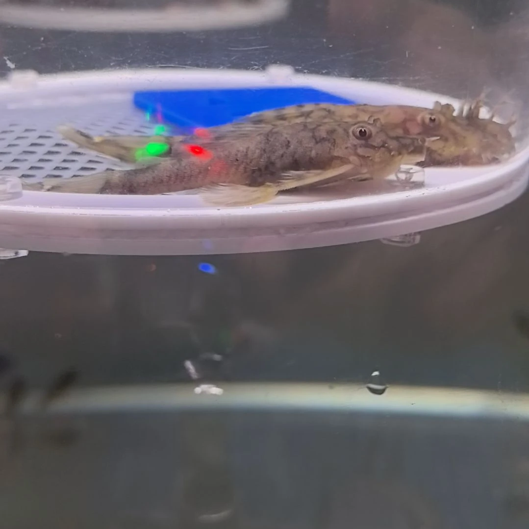 清道夫鱼10 号，刀锋种一对，包邮包路损