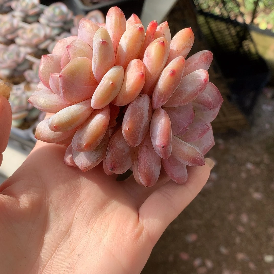 哈哈哈哈哈哈哈石榴籽冰玉