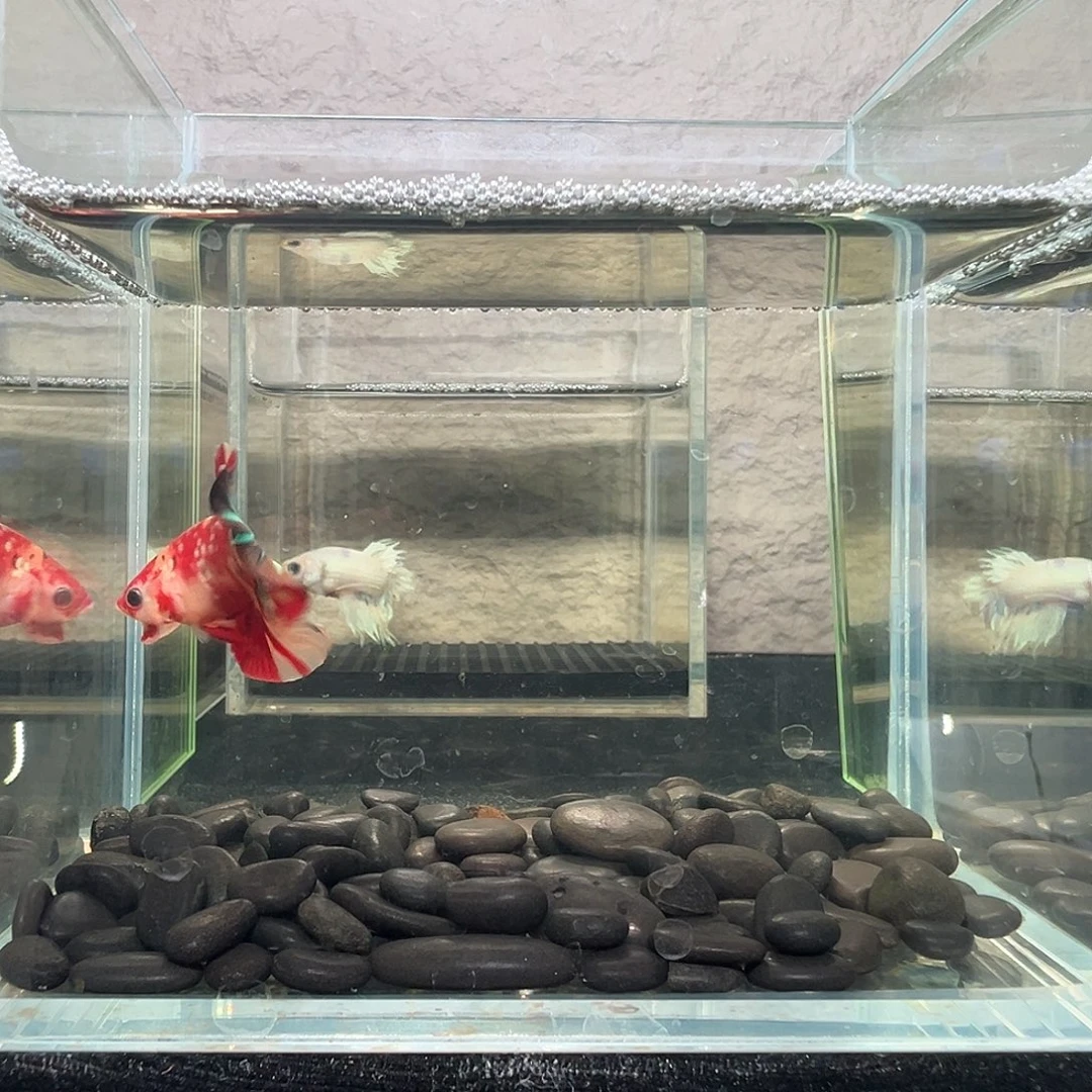 斗鱼阿浩泰斗6日99号