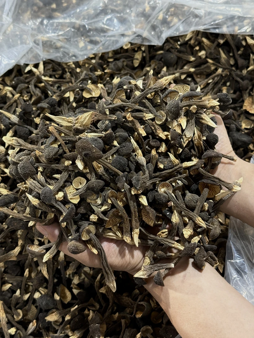 新货鸡枞菌营养煲汤干菌菇山货