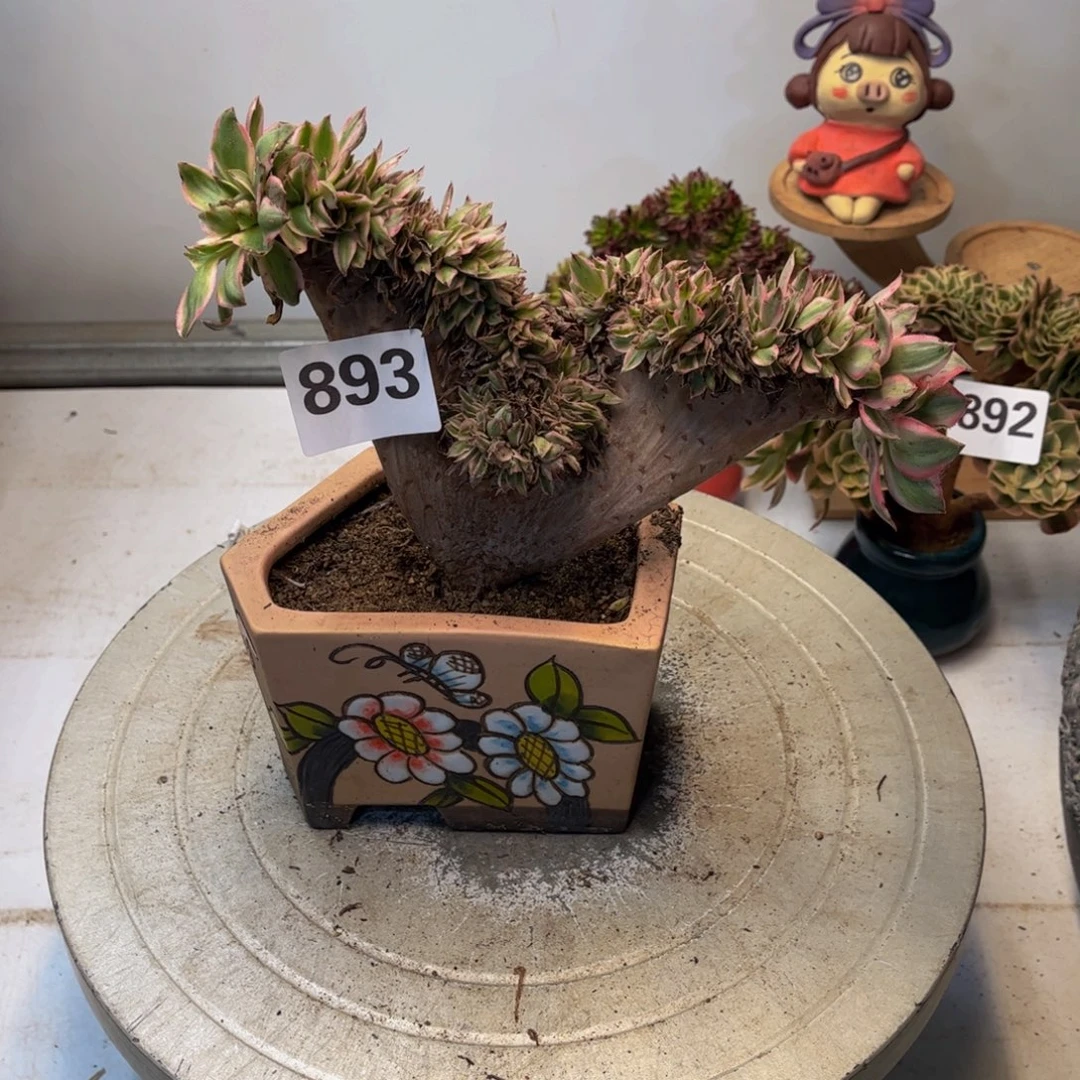 多肉植物青莲缀893