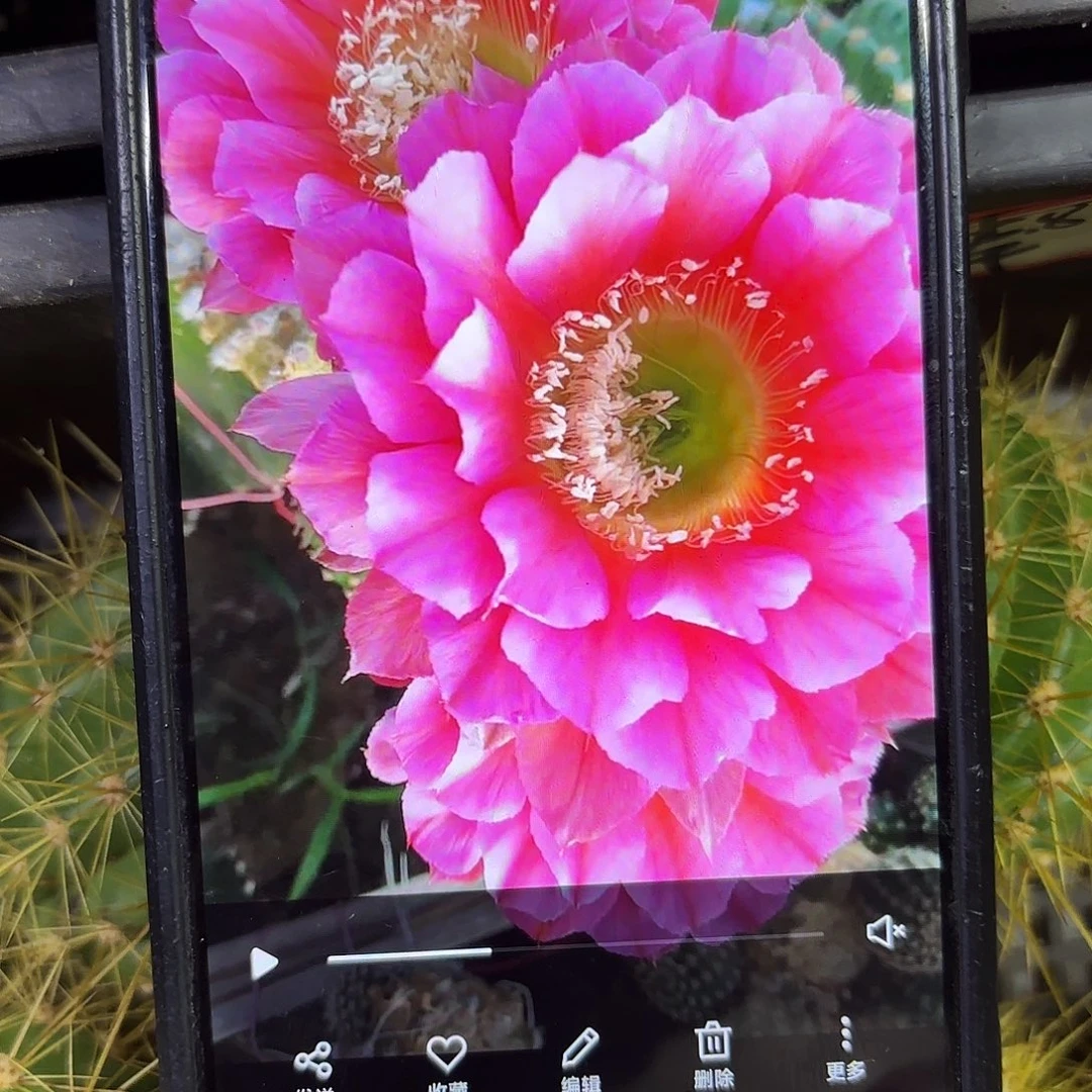 2颗浓桃筋侧牙20包邮34