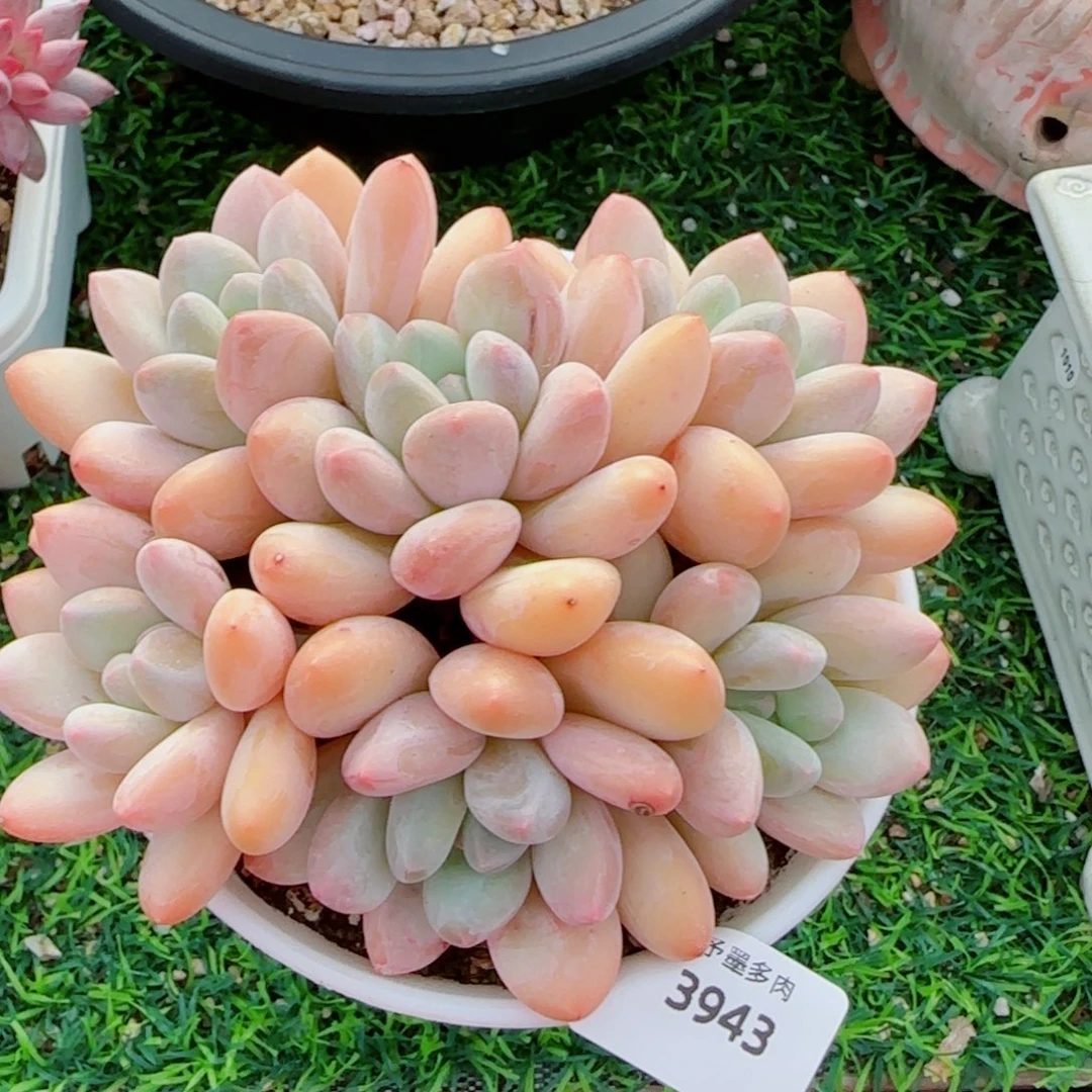 香水无砍，3943多肉植物