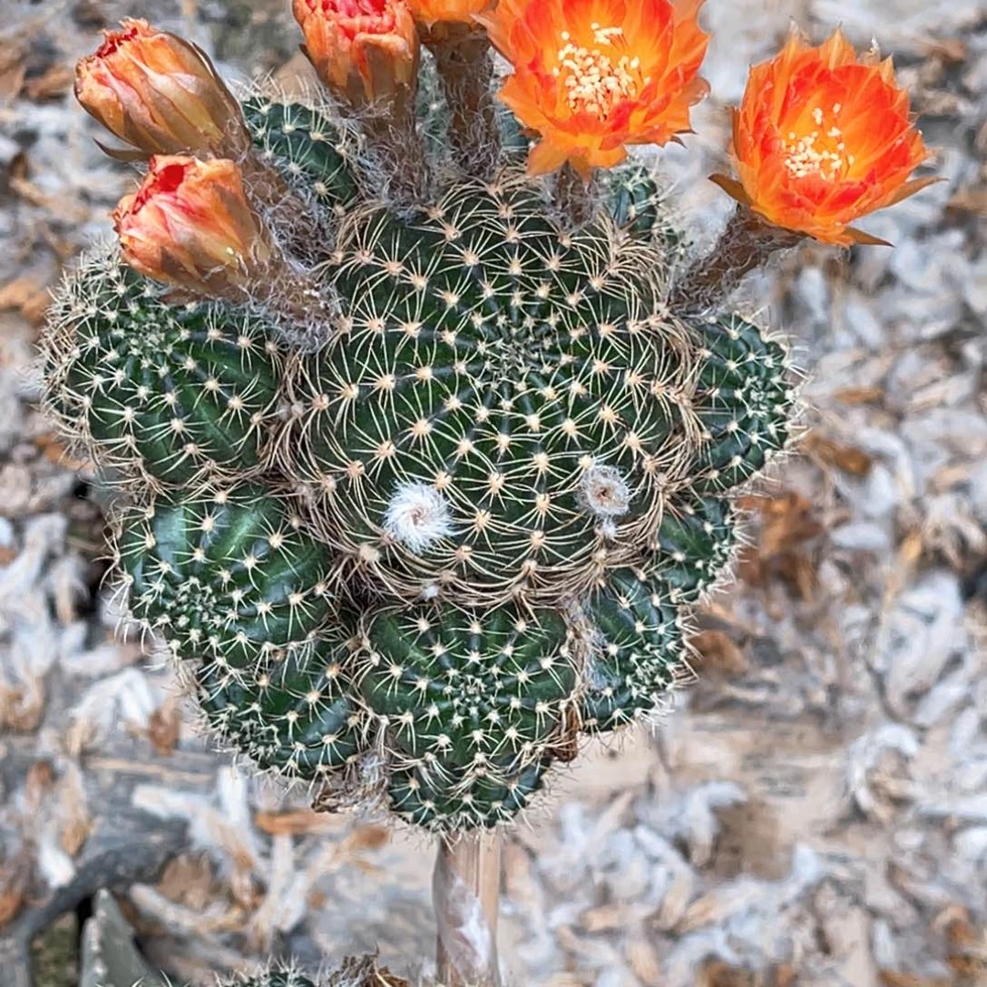 老***许丽花 嫁接 无根 群